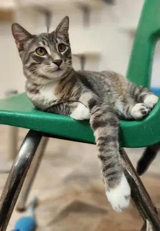 Cat 27879 (Sven)