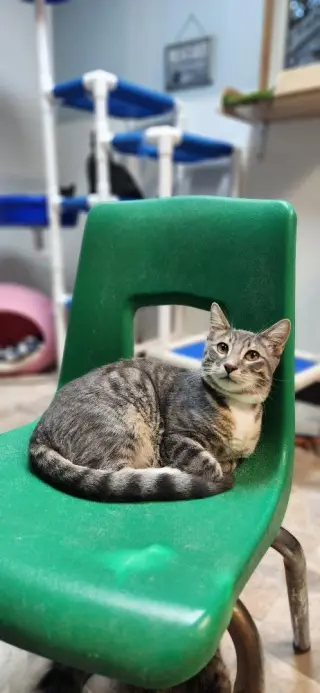 Cat 27879 (Sven)