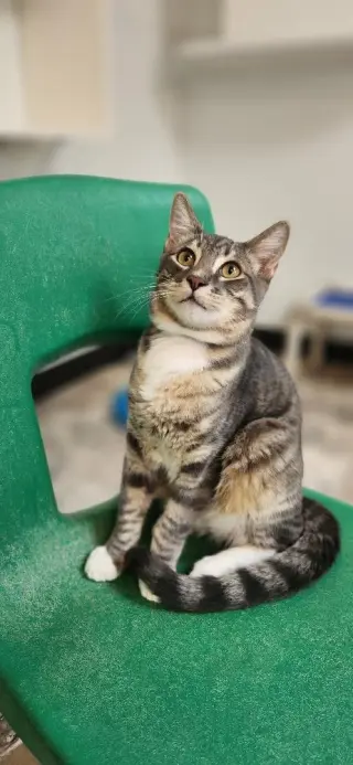 Cat 27879 (Sven)