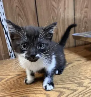 Cat 27855 (Oreo)