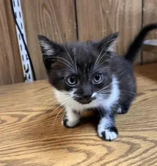Cat 27855 (Oreo)