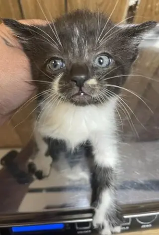 Cat 27855 (Oreo)