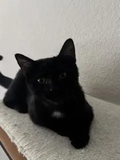 Banjo