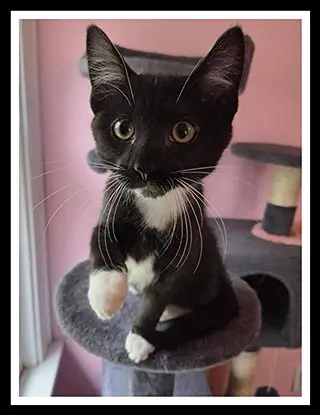 LITTLE TUX