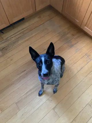 Maggie