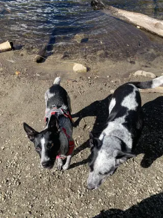Maggie