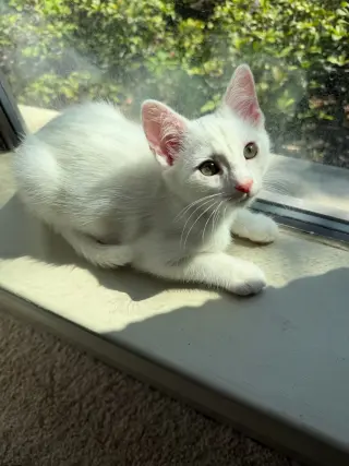 Nova