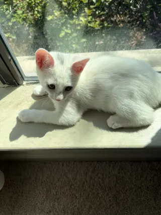 Lucky