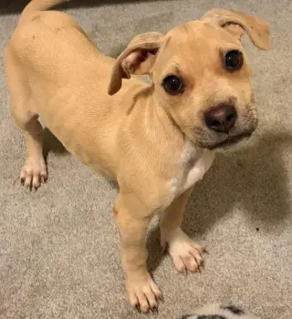Scout