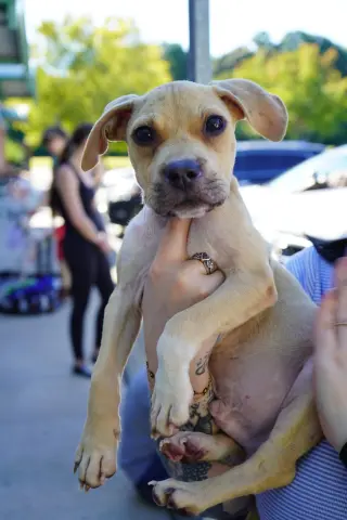 Scout