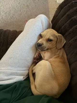 Scout