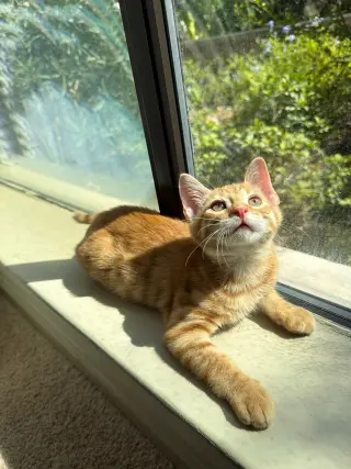 CHEDDAR