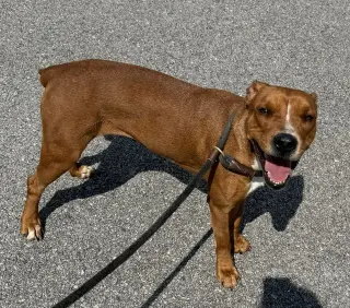 Kami