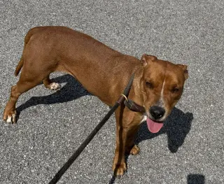 Kami
