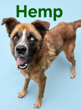 Hemp