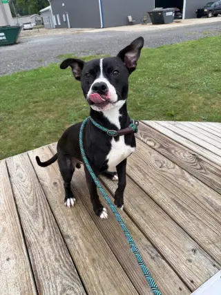 Dodger