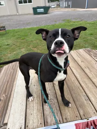 Dodger