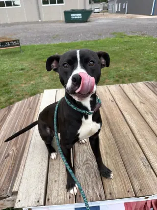 Dodger