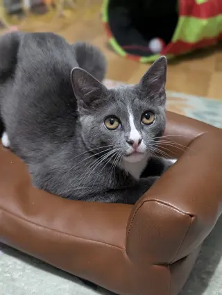 Kissa