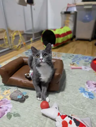 Kissa