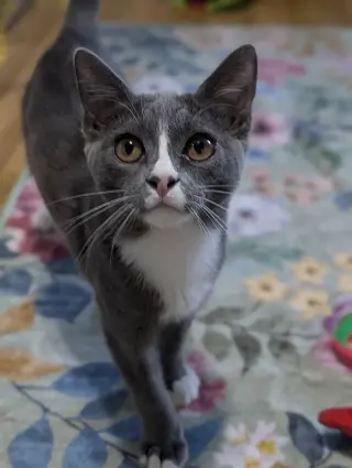 Kissa