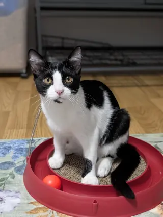 Kedi