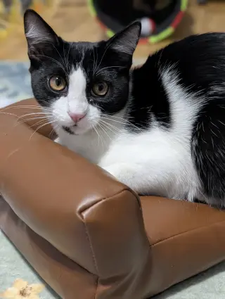 Kedi