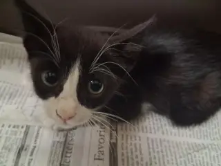 Zorro