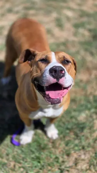 BISCUIT