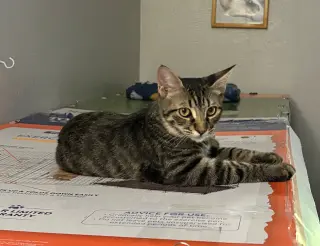 Johnny