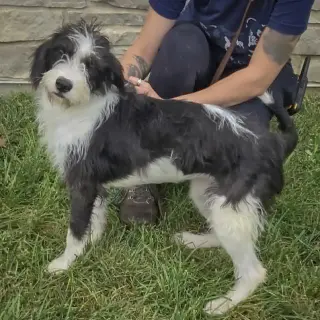 Lilo