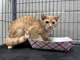 Nemo
