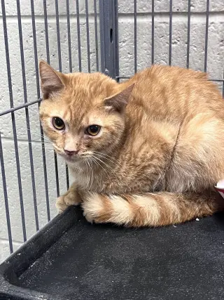 Nemo