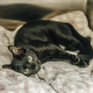 Gomez