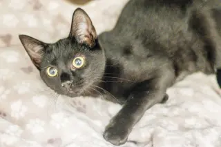 Gomez