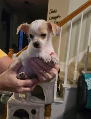 Opie