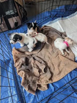 Opie