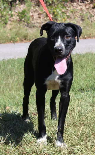 Dottie 44183
