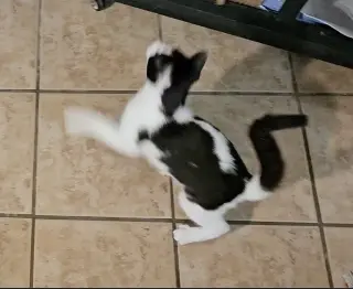 Pouncey