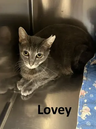 Lovey