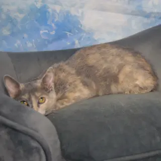 Jaclyn