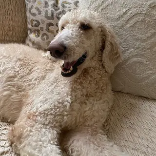 Maverick