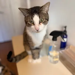 Pasquale