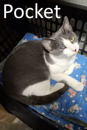 Pocket