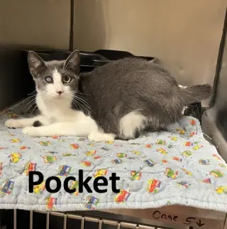 Pocket