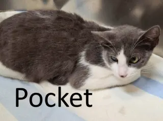Pocket