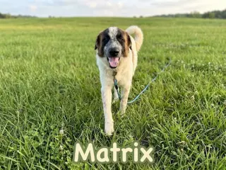 Matrix