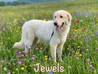 Jewels