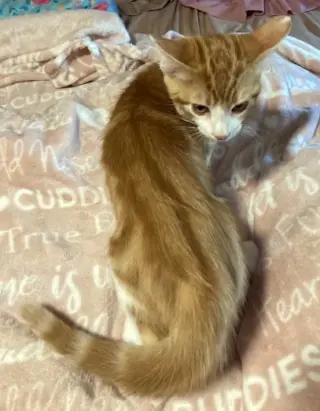 Apollo