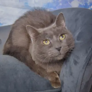 Lyka